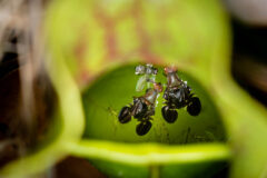 Small image of A cluster of flies laying inside the pitcher plant’s water pool.