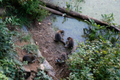 Small image of Seen from above, four raccoons move around at the edge of a pond, two in the water and two on shore.