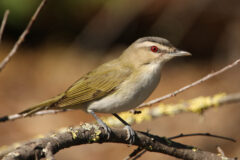 Small image of A red-eyed vireo flashes its bright red eye and olive colored feathers as it is perched on a branch.