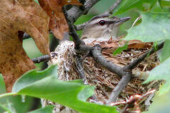 Small image of A red-eyed vireo peeks out from its nest which was built among branches.