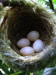 Small image of Four lightly colored eggs with dark spots lay in a red-eyed vireo nest.