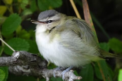 Small image of A juvenile red-eyed vireo is perched on a branch.