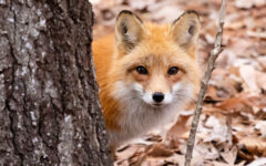 Small image of A red fox pokes its head out from behind a tree, revealing its bright red fur, black-tipped ears, and white muzzle and chest.