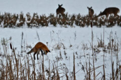 Small image of A red fox hunting in a snow-covered field leaps into the air before pouncing on its prey, as three white-tailed deer graze in the background.