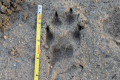 Small image of A measuring tape rests next to a red fox print in the sand, indicating it is about 2.5 inches long.
