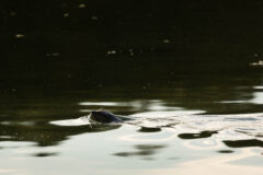 Small image of A river otter swims through the water, holding its head just above the surface.