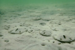 Small image of Many sand dollars burrow into the ocean floor.
