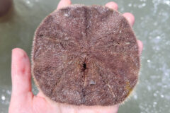 Small image of A bottom view of a five-slotted sand dollar.
