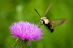 Small image of A snowberry clearwing hovers above a thistle, its fast-beating wings a blur and its long proboscis actively sipping nectar from the purple flower.