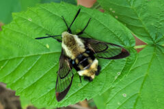 Small image of A snowberry clearwing rests on a leaf, its yellow and black body resembling that of a bumble bee.