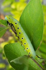 Small image of A snowberry clearwing caterpillar clings to the stem of a leafy shrub.