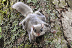 Small image of A flying squirrel grips the trunk of a tree, its broad, flattened tail extended out from its body.