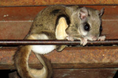 Small image of A flying squirrel perches on a metal rod, revealing its white belly.