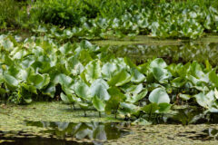 Small image of Patch of spatterdock seen from afar with leaves rising up out of the water.