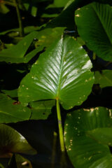 Small image of Close up of a single, dark green spatterdock leaf surrounded by other leaves.