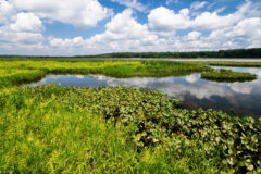 Small image of 