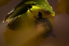 Small image of 