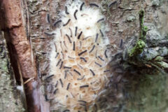 Small image of Dark caterpillars emerge from a fuzzy, oval-shaped, cream-colored egg mass found on the trunk of a tree.