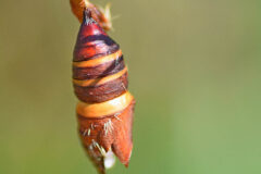 Small image of A red and orange striped spongy moth chrysalis hangs in the air.