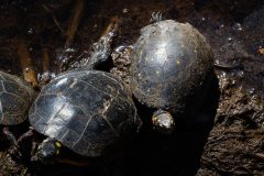 Small image of Three dark turtles, viewed from above. The two at the left are eastern painted turtles while the rightmost one shows the trademark yellow spots of the spotted turtle. They are basking in the sun on a muddy bank.