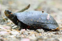 Small image of A profile view of a spotted turtle on the ground with small rocks and twigs. There is a maple seed resting on its shell. While the spots on its shell are yellow, there are orange spots on its head.