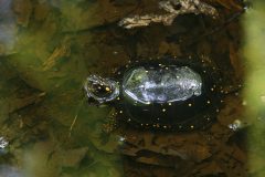 Small image of A view from above of a male spotted turtle swimming, its head and part of its carapace stick up out of the water.