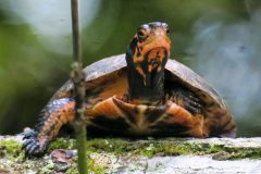 Small image of A front view of a female spotted turtle with pale orange on its chin and underside. It is climbing a mossy rock.