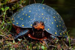 Small image of A female spotted turtle viewed from the front, showing the orange chin markings and underside of the shell as well as the scattered yellow spots on its dark shell. It is sitting among moss and small seedlings.