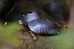 Small image of A profile view of a spotted turtle sitting on a mossy log over a body of water. Its chin is pale.