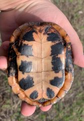 Small image of A human hand holding an upside-down spotted turtle shell that fits in the hand. The plastron is shown, pale yellow with symmetrical black markings on the sides of each segment.