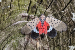 Small image of A spotted lanternfly stands on the trunk of a tree, holding both pairs of its wings open.