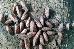 Small image of More than two dozen spotted lanternflies cluster on the trunk of a tree.