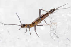 Small image of A stonefly with long antennae and short, membranous wings walks across a piece of ice.