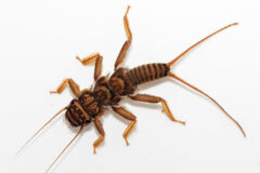Small image of A stonefly nymph specimen has long antennae, three pairs of legs and two tails.
