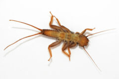 Small image of A stonefly nymph specimen lays on its back, providing a clear view of its three pairs of legs and two tails.