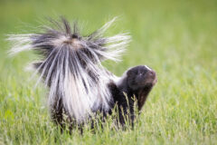 Small image of A striped skunk stands in a grassy field, its head and bushy tail pointed upwards toward the sky.