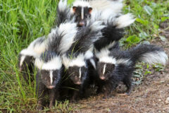 Small image of Five young striped skunks walk huddled together through a grassy field.