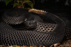 Small image of A black phase timber rattlesnake whose body is almost entirely black holds up the rattler at the end of its tail.