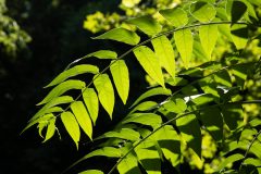 Small image of Closeup on a tree-of-heaven leaf, a long central stem with about 20 leaflets emerging symmetrically.