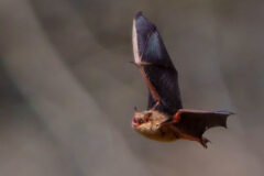 Small image of A tricolored bat flies through the air with its broad wings outstretched.