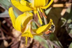Small image of A trout lily bee is perched on the petal of a yellow trout lily flower.