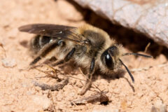 Small image of A close up of a trout lily bee on a rocky surface.