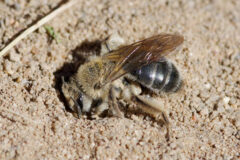 Small image of A trout lily bee digs a whole in a gravelly surface.