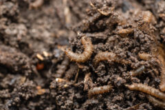 Small image of Half a dozen fly larvae crawl amongst soil and decaying plant matter.