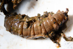 Small image of A true fly larvae sits on a white table, its body covered in mud.