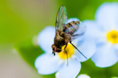 Small image of A true fly perches on a flower.