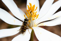 Small image of A true fly perches on a flower, its yellow and black body resembling that of a bee.