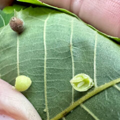 Small image of Three round galls are attached to the bottom of a hickory leaf.