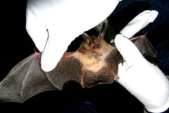 Small image of Two gloved hands hold the outstretched wings of a Virginia big-eared bat.