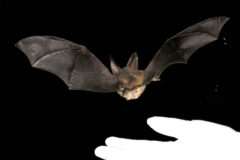 Small image of A gloved hand hovers beneath a Virginia big-eared bat, which flies through the air with its broad wings outstretched.